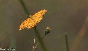 Phalanta phalanta aethiopica; “poplar leopard” or “african leopard”