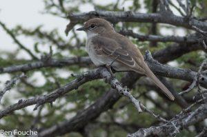 Marico Flycatcher, Maricovlieëvanger, (Bradornis mariquensis)