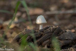 Trip Report Enkeldoorn 28 & 29 April 2017