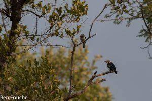 White-crested Helmetshrike, Withelmlaksman, (Prionops plumatus)