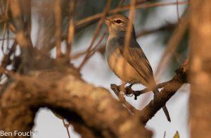 Pale Flycatcher, Muiskleurvlieëvanger, (Bradornis pallidus)