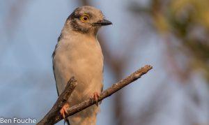 White-crested Helmetshrike, Withelmlaksman, (Prionops plumatus)