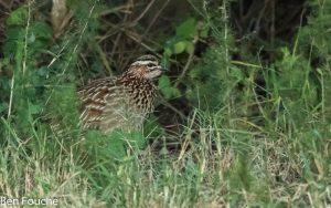 Crested Francolin, Bospatrys, (Dendroperdix sephaena)