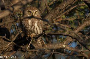 Pearl-spotted Owlet, Witkoluil, (Glaucidium perlatum)