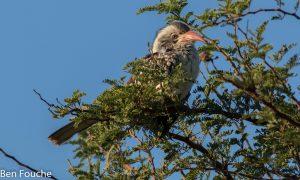 Southern Red-billed Hornbill, Rooibekneushoringvoël, (Tockus rufirostris)