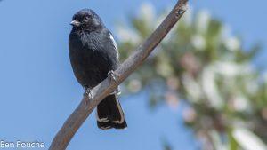 Southern White-crowned Shrike, Kremetartlaksman, (Eurocephalus anguitimens)