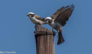 Southern White-crowned Shrike, Kremetartlaksman, (Eurocephalus anguitimens)