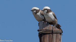 Southern White-crowned Shrike, Kremetartlaksman, (Eurocephalus anguitimens)