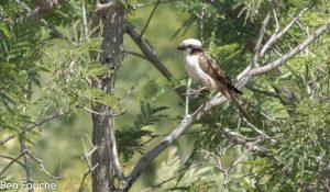 Southern White-crowned Shrike, Kremetartlaksman, (Eurocephalus anguitimens)