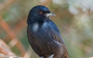 Fork-tailed Drongo, Mikstertbyvanger, (Dicrurus adsimilis)