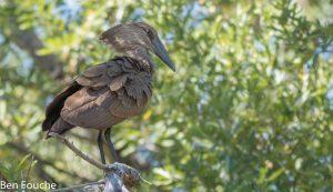 Hamerkop, Hamerkop, (Scopus umbretta)