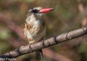 Brown-hooded Kingfisher, Bruinkopvisvanger, (Halcyon albiventris)