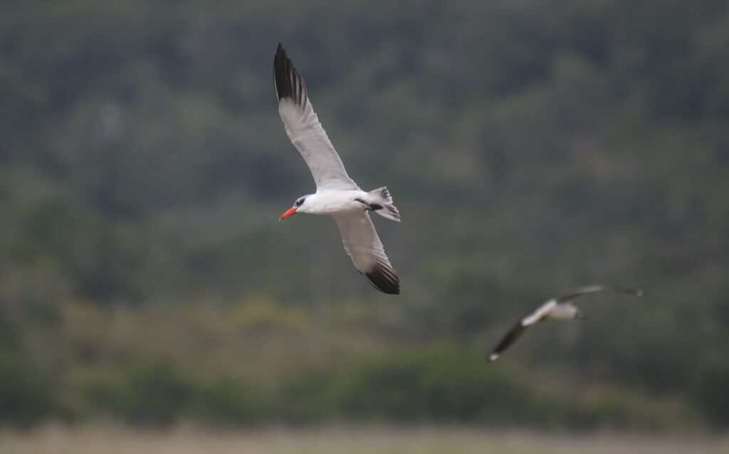 Caspian Tern Birdwatcher